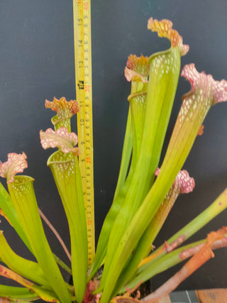 Sarracenia 'Farnhamii' Leucophylla x Readii <br>PITCHER PLANT <br> LIVE PLANT
