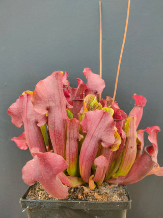Sarracenia Purpurea 'Maroon' <br>PITCHER PLANT 'MAROON'