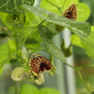 Aristolochia fimbriata <br>DUTCHMAN'S PIPE