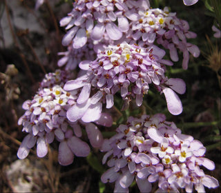 Iberis carnosa <br>PRUIT'S CANDYTUFT