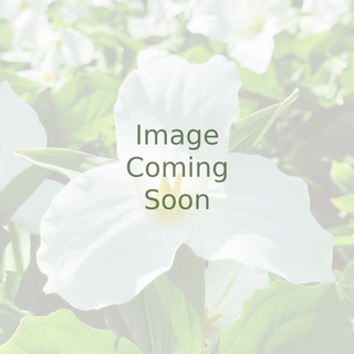 Dionaea muscipula <br>VENUS FLYTRAP GREEN MUTANT