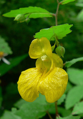 Impatiens capensis <br>COMPACT YELLOW TOUCH-ME-NOT, JEWELWEED