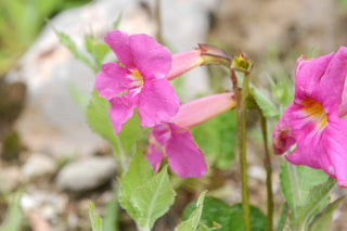 Incarvillea mairei, I.Grandiflora <br>HARDY GLOXINIA
