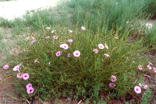 Ipomoea leptophylla <br>BUSH MORNING GLORY