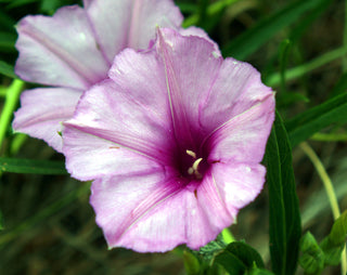 Ipomoea leptophylla <br>BUSH MORNING GLORY