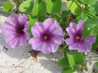 Ipomoea pes-caprae BEACH MORNING GLORY, BAY HOPS, GOAT'S FOOT