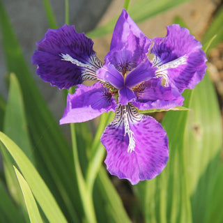Iris tenax <br>TOUGH-LEAF IRIS, OREGON IRIS