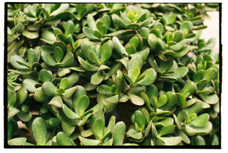 Crassula ovata <br>JADE PLANT <br>2 Leaf Cuttings