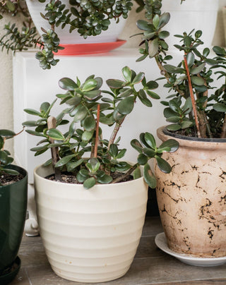 Crassula ovata <br>JADE PLANT <br>2 Leaf Cuttings