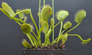 Dionaea muscipula <br>VENUS FLYTRAP 'KING HENRY' x OP