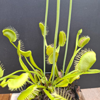 Dionaea muscipula <br>VENUS FLYTRAP 'KING HENRY' x OP