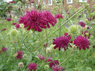 Knautia macedonica <br>WIDOW FLOWER