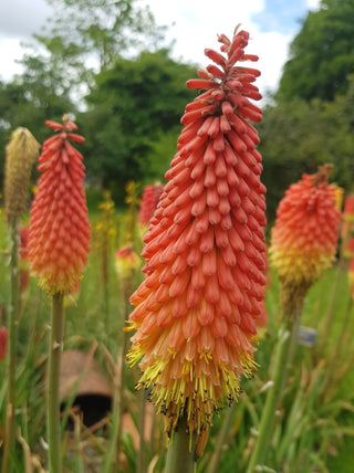 Kniphofia hirsuta <br>HAIRY RED HOT POKER