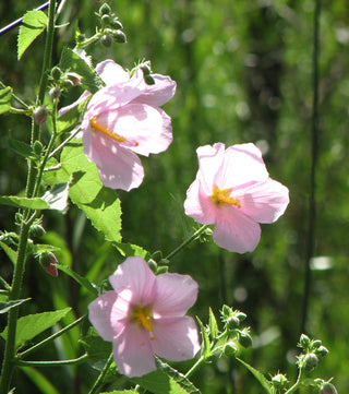 Seashore virginia mallow