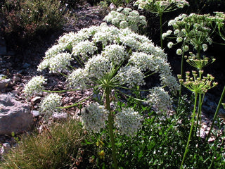 Laserpitium gallicum <br>FRENCH SERMOUNTAIN