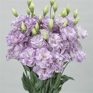 Eustoma grandiflorum <br>LISIANTHUS BLUE BLUSH