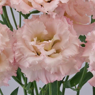 Eustoma grandiflorum <br>LISIANTHUS MISTY PINK