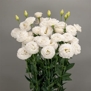 Eustoma grandiflorum <br>LISIANTHUS PURE WHITE ROSE FORM