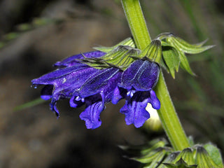 Horminum pyrenaicum <br>PYRENEAN DEAD-NETTLE