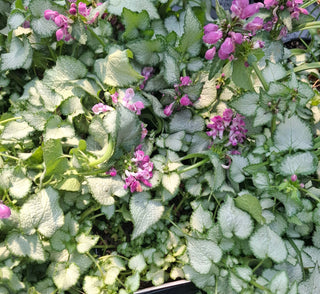 Lamium maculatum <br>SPOTTED DEAD-NETTLE