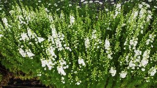 Delphinium consolida <br>LARKSPUR WHITE
