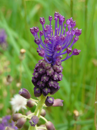 Muscari comosum <br>TASSEL HYACINTH