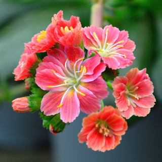 lewisia