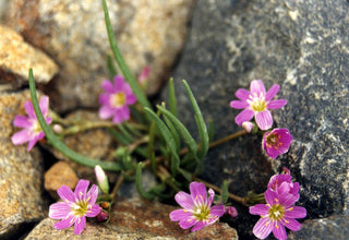 Lewisia pygyama ALPINE LEWISIA