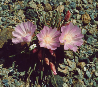 Lewisia rediviva <br>OREGON BITTERROOT