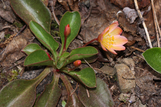 Lewisia tweedyi, Lewesiopsis <br>TWEEDY'S LEWISIA <br>Warm & Soft Colours