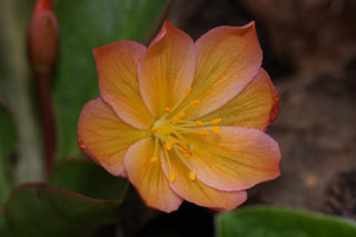Lewisia tweedyi, Lewesiopsis <br>TWEEDY'S LEWISIA <br>Warm & Soft Colours
