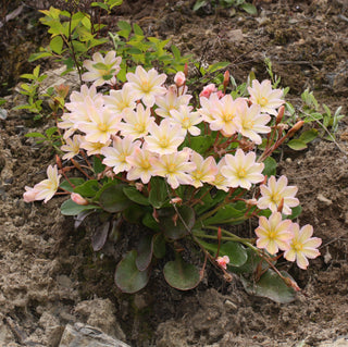 Lewisia tweedyi, Lewesiopsis <br>TWEEDY'S LEWISIA <br>Warm & Soft Colours