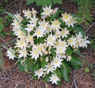 Lewisia tweedyi, Lewesiopsis <br>TWEEDY'S LEWISIA <br>Warm & Soft Colours