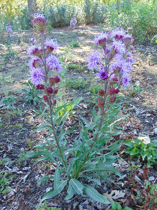 Liatris ligulistylis <br>MEADOW BLAZING STAR, ROCKY MOUNTAIN GAYFEATHER