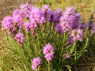 Liatris punctata <br>DOTTED BLAZING STAR