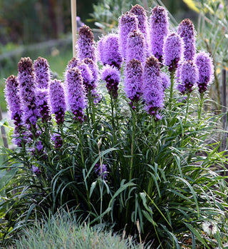 Liatris spicata <br>DENSE BLAZING STAR, PRAIRIE FEATHER