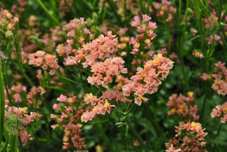 Limonium sinuatum <br>STATICE APRICOT