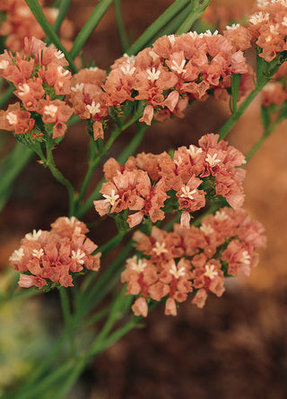 Limonium sinuatum <br>STATICE APRICOT
