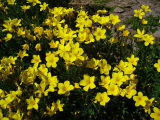 Linum flavum compactum <br>GOLDEN FLAX, YELLOW FLAX