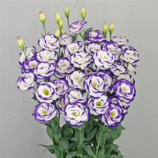 Eustoma grandiflorum <br>LISIANTHUS BLUE PICOTEE IMP