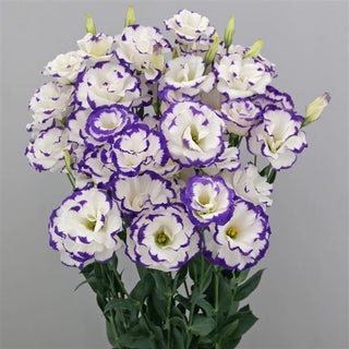 Eustoma grandiflorum <br>LISIANTHUS BLUE PICOTEE