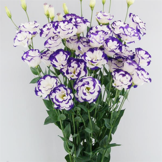 Eustoma grandiflorum <br>LISIANTHUS BLUE PICOTEE