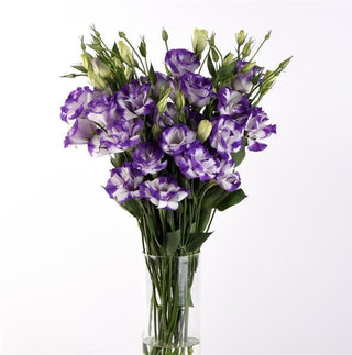 Eustoma grandiflorum <br>LISIANTHUS BLUE RIM TALL