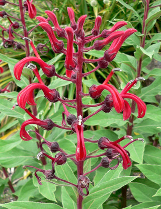 Lobelia tupa <br>CHILEAN CARDINAL FLOWER, DEVIL'S TOBACCO