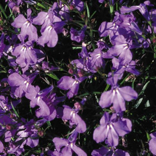 Lobelia erinus <br>LOBELIA CRYSTAL PALACE
