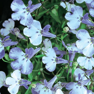 Lobelia erinus <br>LOBELIA BLUE SPLASH