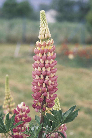 Lupinus polyphyllus <br>RUSSEL THE CHATELAINE