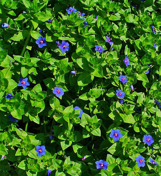 Lysimachia arvensis <br>PIMPERNEL BLUE