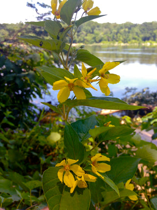 Lysimachia ciliata <br>FRINGED LOOSESTRIFE
