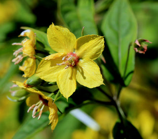 Lysimachia ciliata <br>FRINGED LOOSESTRIFE